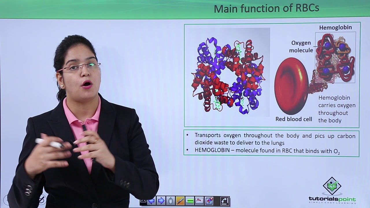Class10th &ndash; RBC | Circulatory System (Body Fluid and Circulation) | Tutorials Point