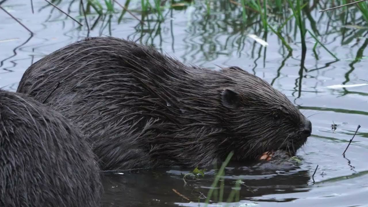 Living with beavers