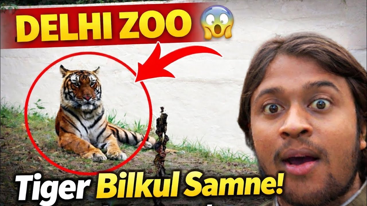 DELHI ZOO में Tiger बिल्कुल सामने 😱 | Real Footage #delhizoo 
