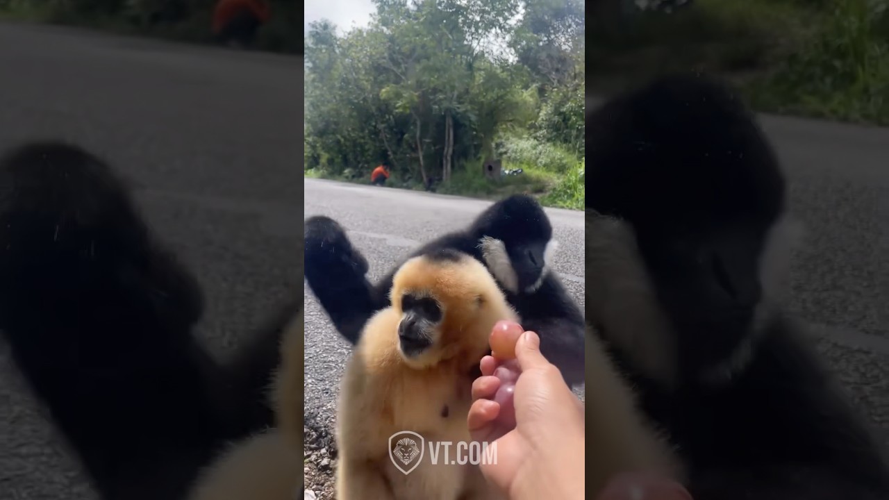 Black Monkey&rsquo;s Wife Meets His Old Friend 🐒