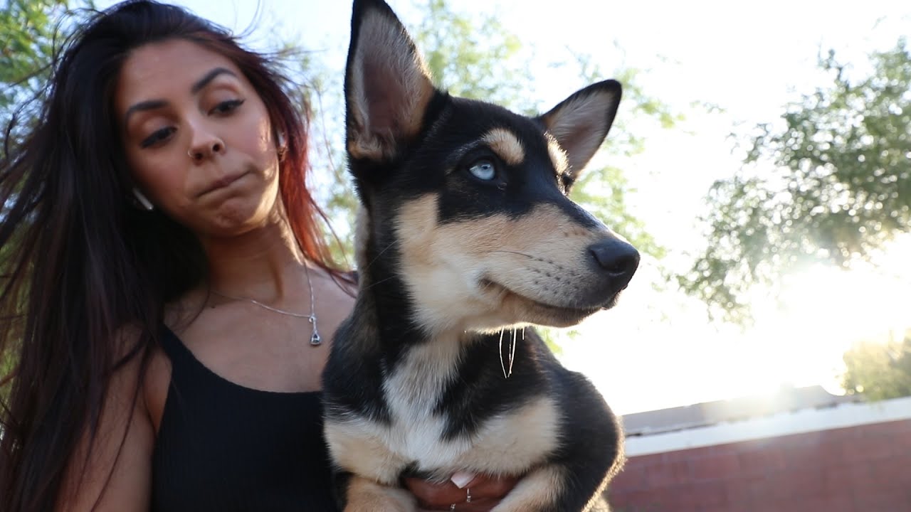 Buying A German Shepherd husky Mix Puppy!