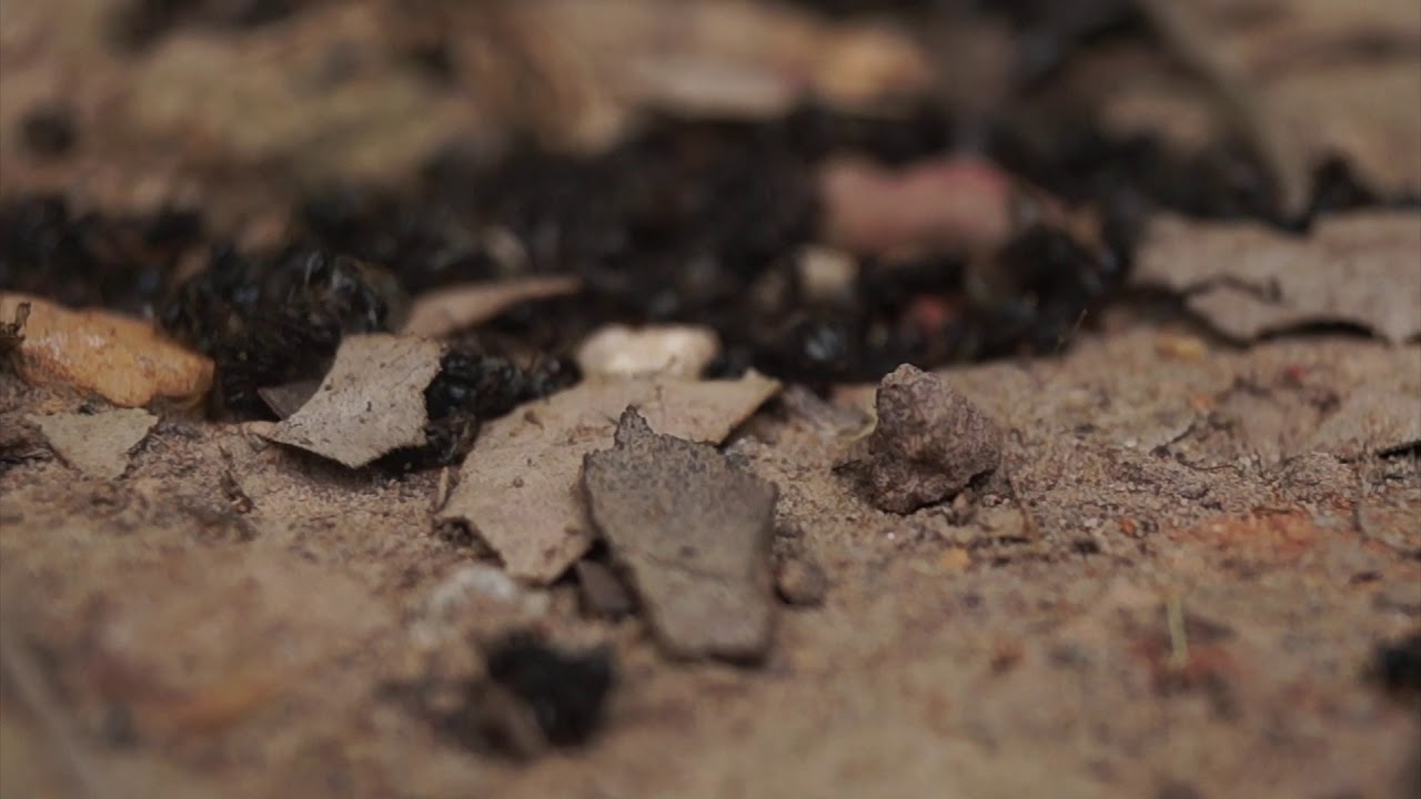 Game of Drones - Native Bees Fighting Swarm | Mini Doco's