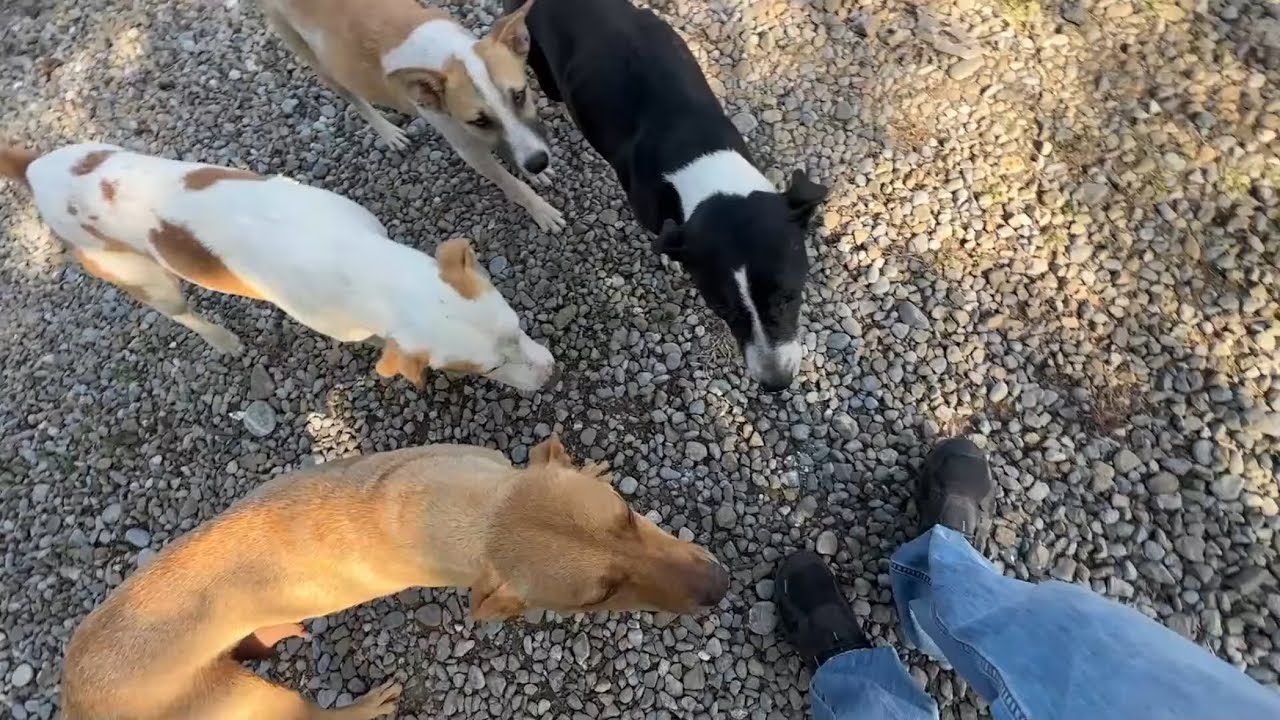 No sé si actúe mal!. Ayudando a perritos abandonados .