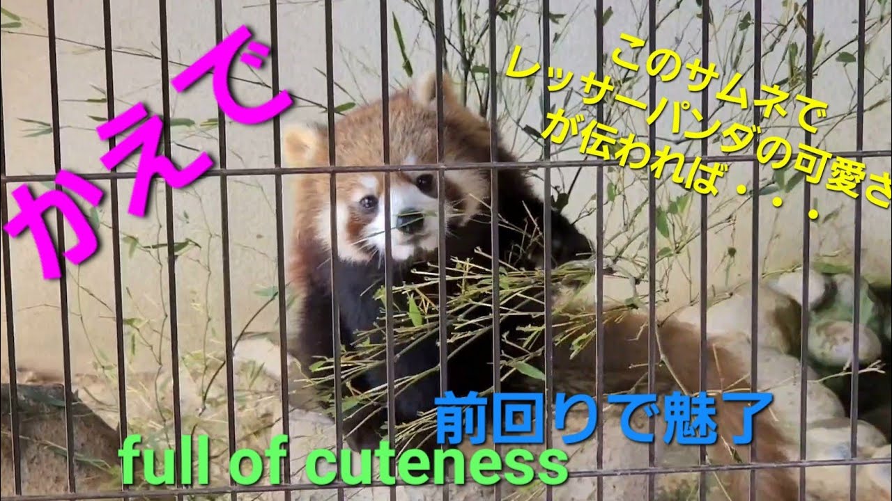 【西山動物園で前回りするのはレッサーパンダの　かえでだけ・・・】～Nishiyama Zoo Red Pandas～