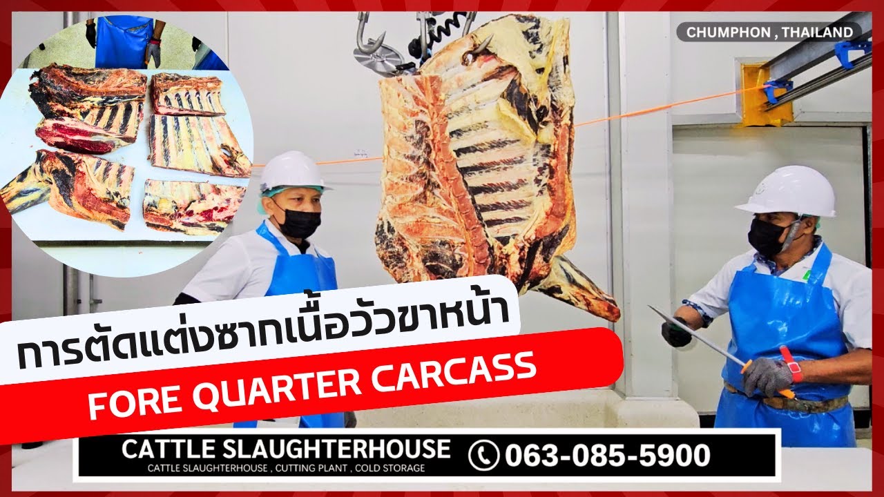 การตัดแต่งซากเนื้อวัวขาหน้า Beef Forequarter Carcase Breakdown