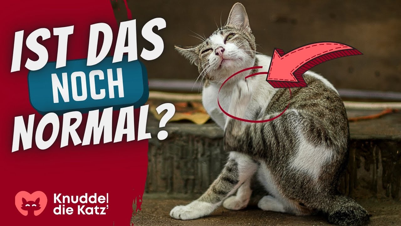 Meine Katze kratzt sich ständig – Was tun?