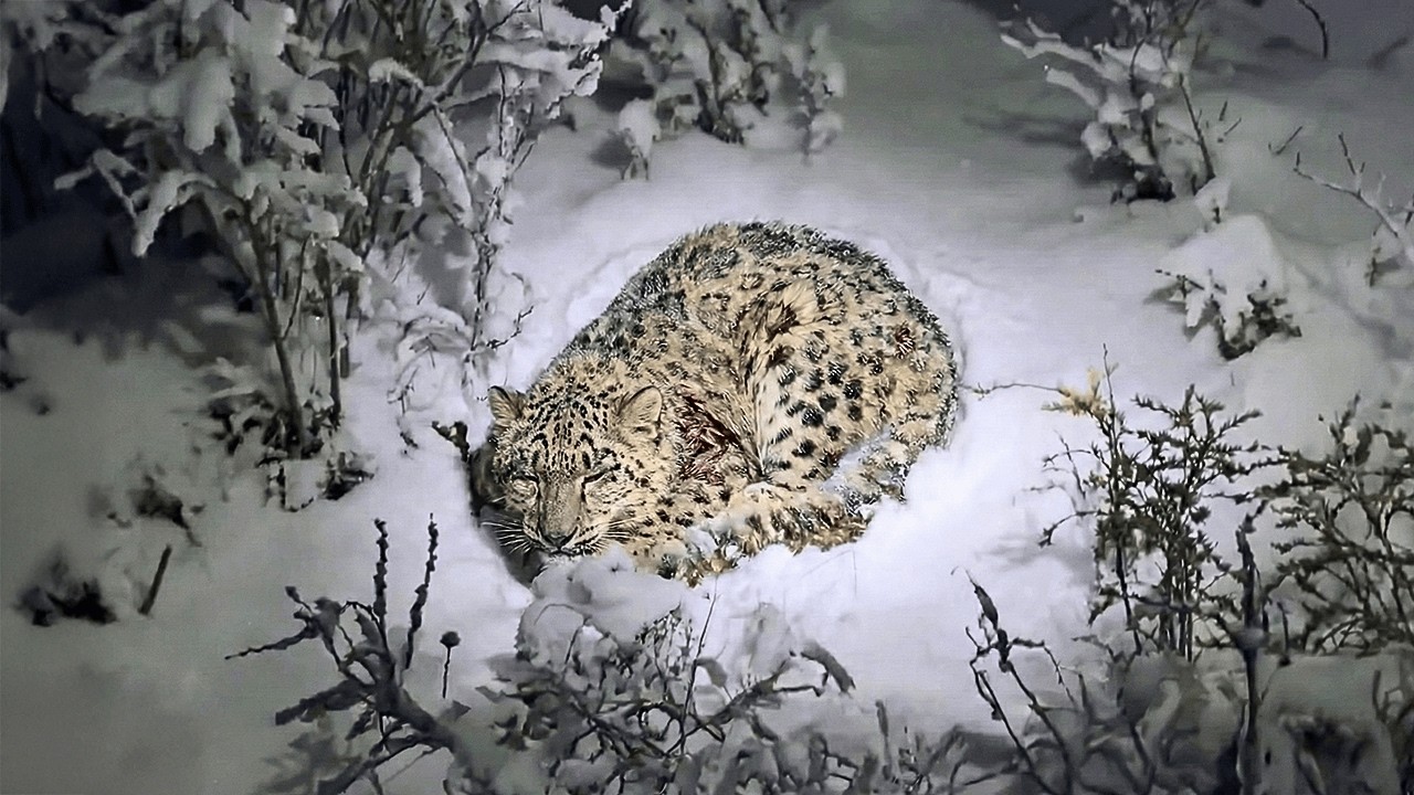 O leopardo-das-neves ferido caiu na neve e, à beira da morte, um pastor o encontrou…..