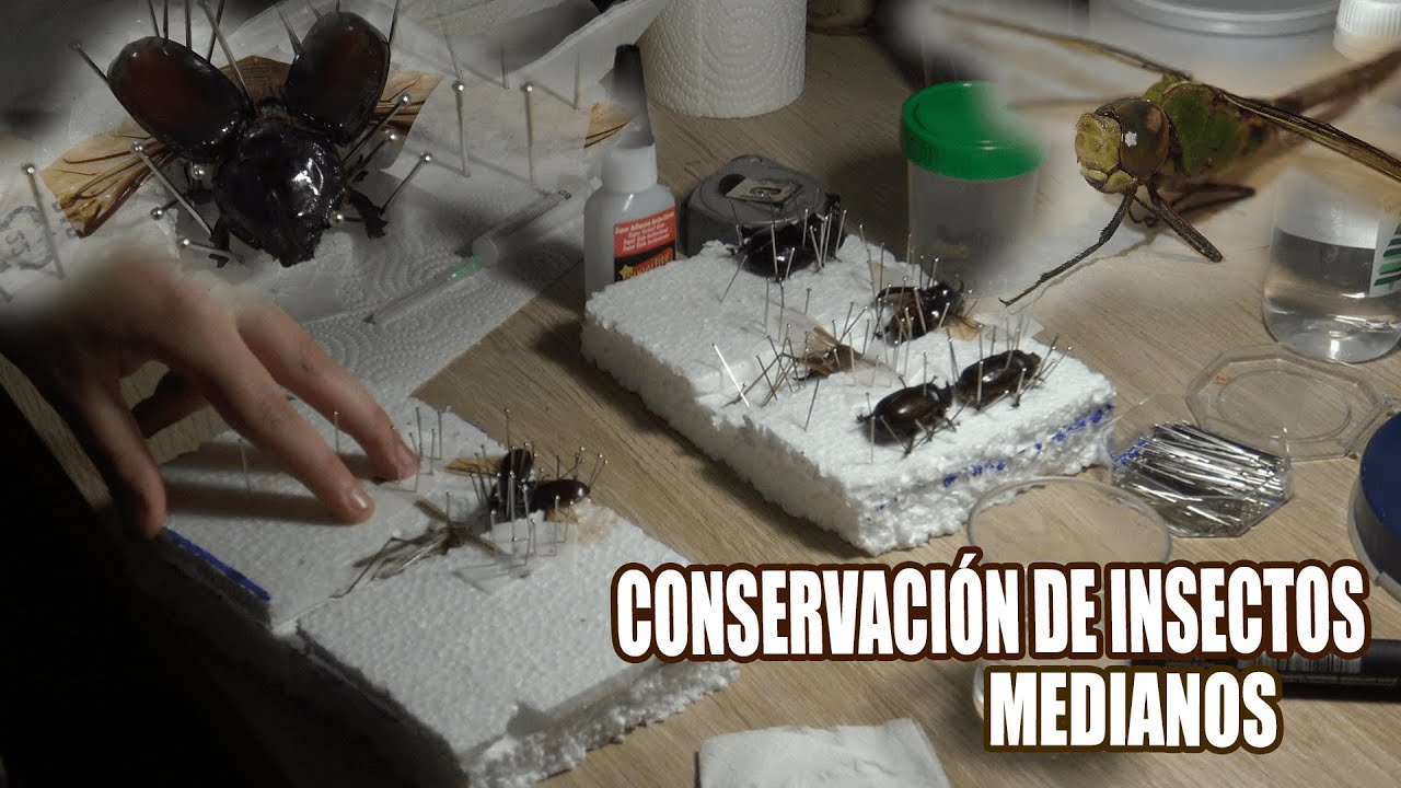 TAXIDERMIA DE ENTOMOLÓGIA #9 : CONSERVANDO ESCARABAJOS RINOCERONTE, LANGOSTAS Y LIBÉLULA.