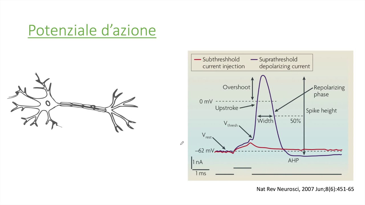 FISIOLOGIA - Potenziale d'azione - Parte 1/2