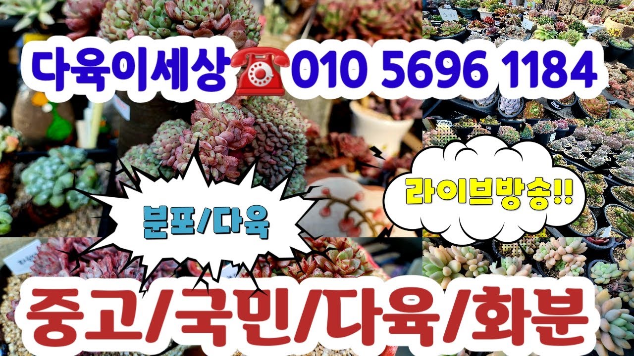 다육이세상☎️010 5696 1184💗국산/수입/부자재 /국민다육#초보다육#다육쇼핑