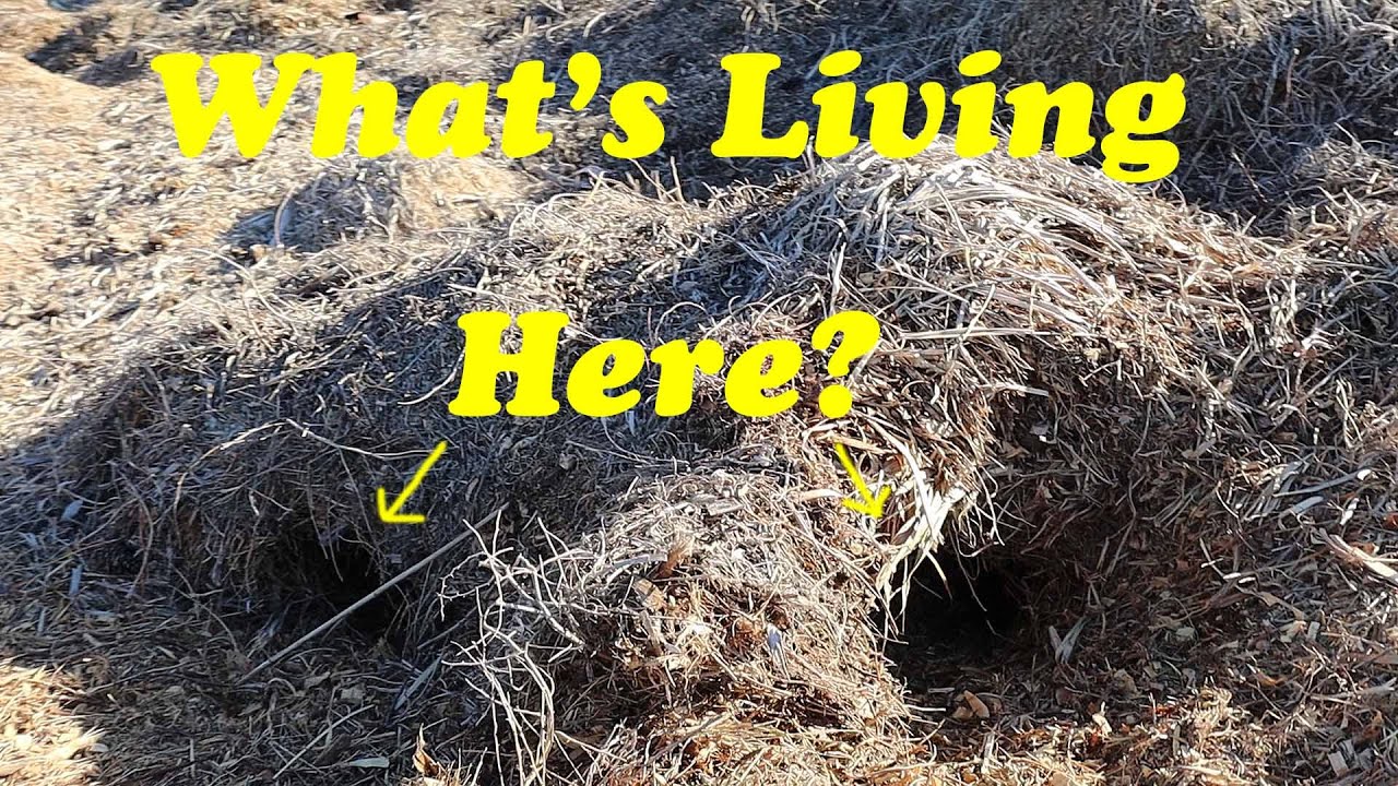 More Predators Call the Farm Home | Fall Squash Harvest