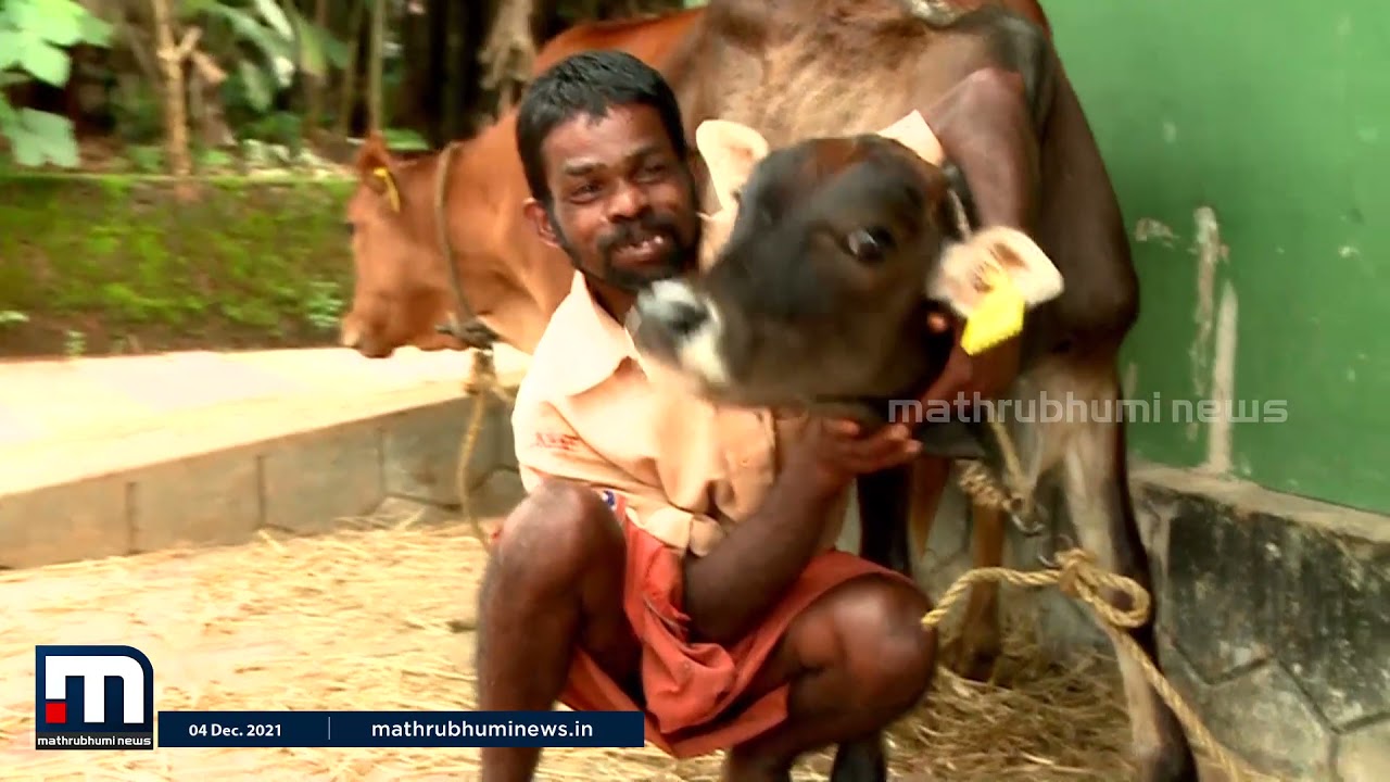വില്വാദ്രി പശുക്കളുടെ വിശേഷങ്ങളുമായി കൃഷിഭൂമി | Mathrubhumi News