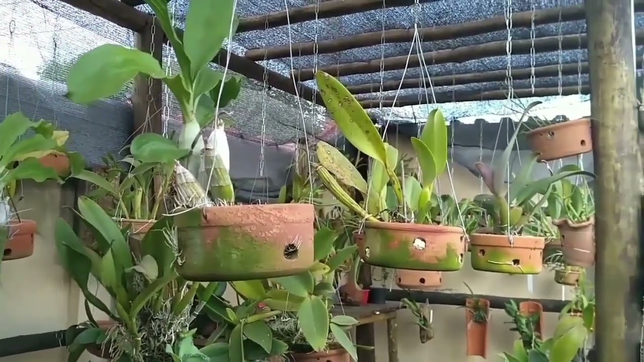 DETALHES DE UM ORQUIDÁRIO CASEIRO☝️ Aula ☝️