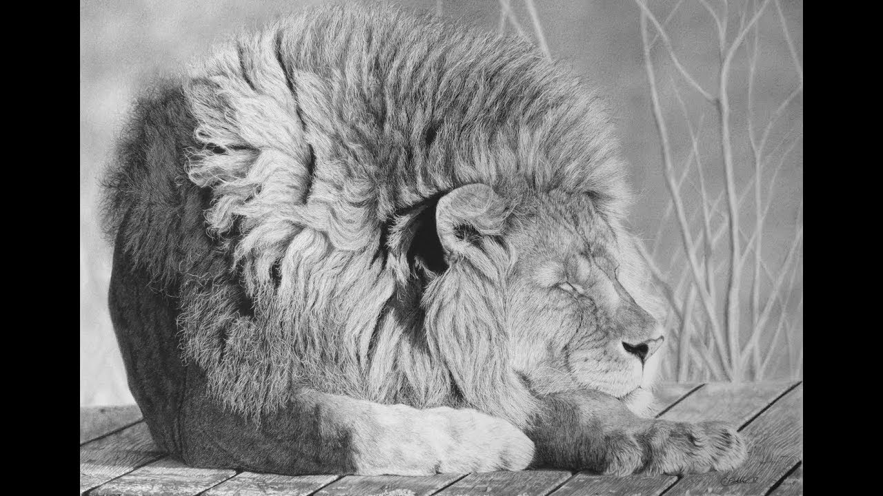 100 Hour Time-lapse! Hyperrealistic lion drawing