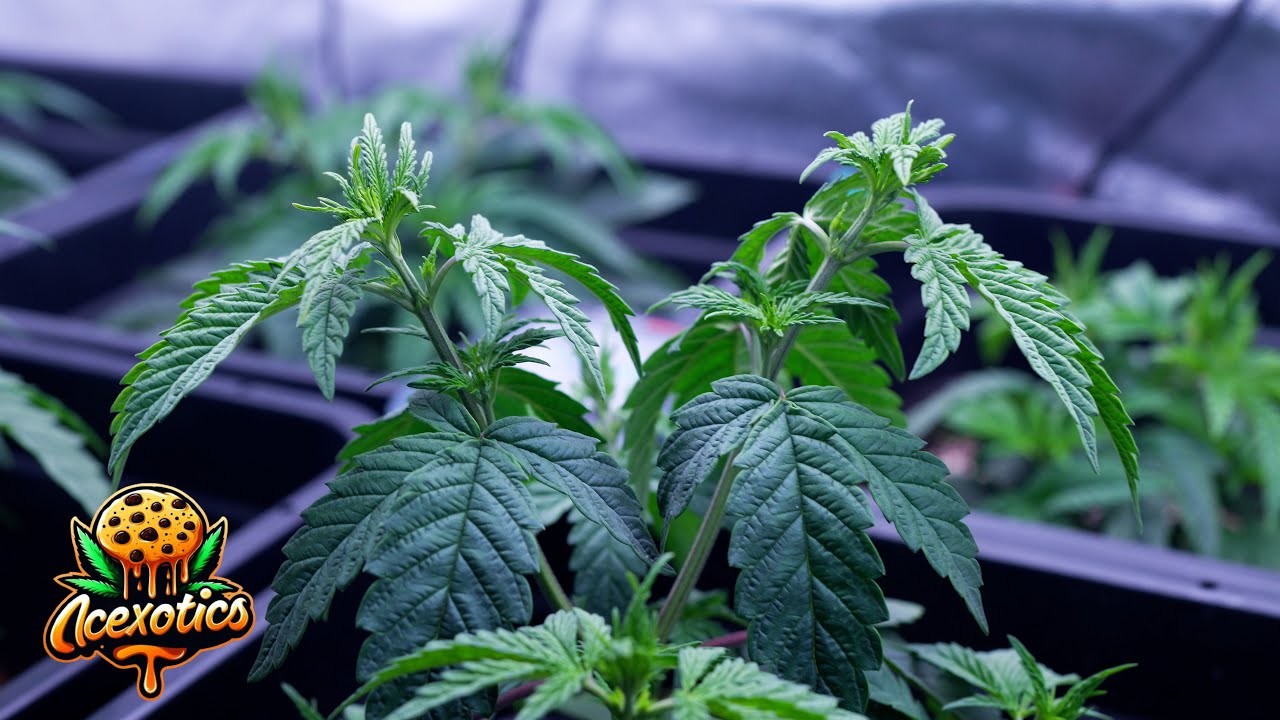 WELCOME TO MY CHANNEL!! ACEXOTIC!.. BLUE DREAM, STRAWBERRY COUGH, BANANACANE COMING SOON!