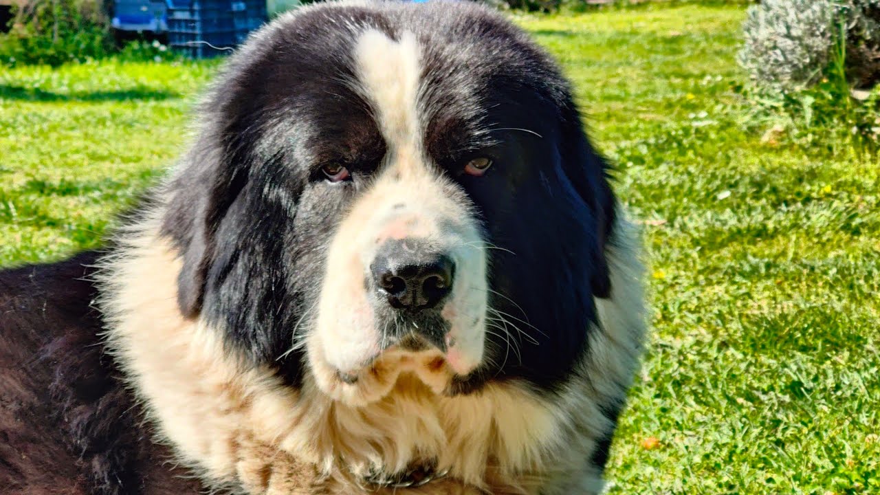 ελληνικός Σαρακατσάνικος ποιμενικός ΚΥΝΟΜΑΧΙΕΣ αλήθειες και συμπεράσματα