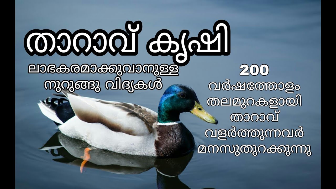 താറാവ് വളർത്തൽ | Duck Farming | Poultry Management