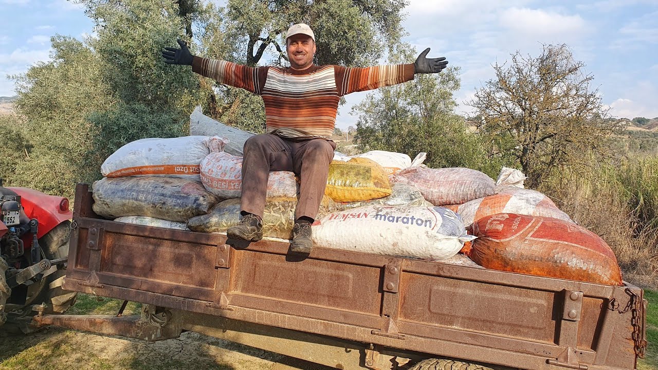 Az Zeytin Ağacımız Kaldı Bitirip Fabrikaya Gideceğiz