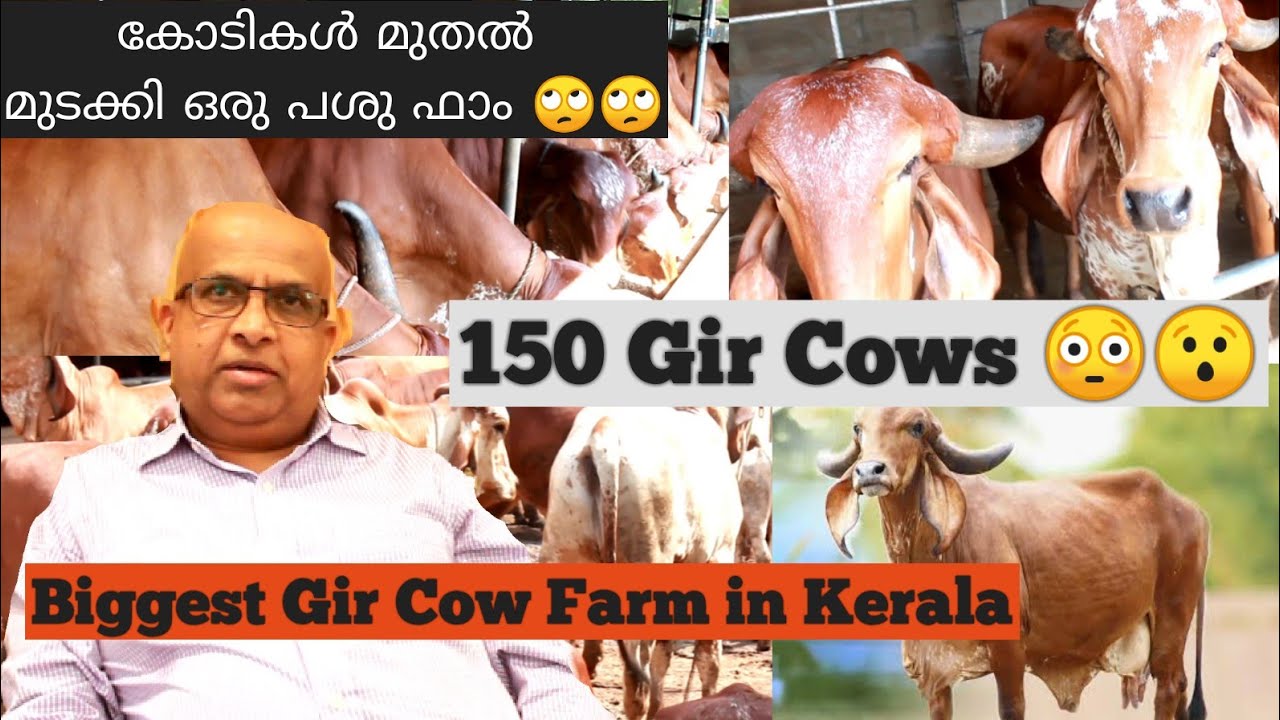 150 ഗീർ പശുക്കളുടെ അടിപൊളി ഫാം | Gir Cow | Diary Farming | Native Cow Farm