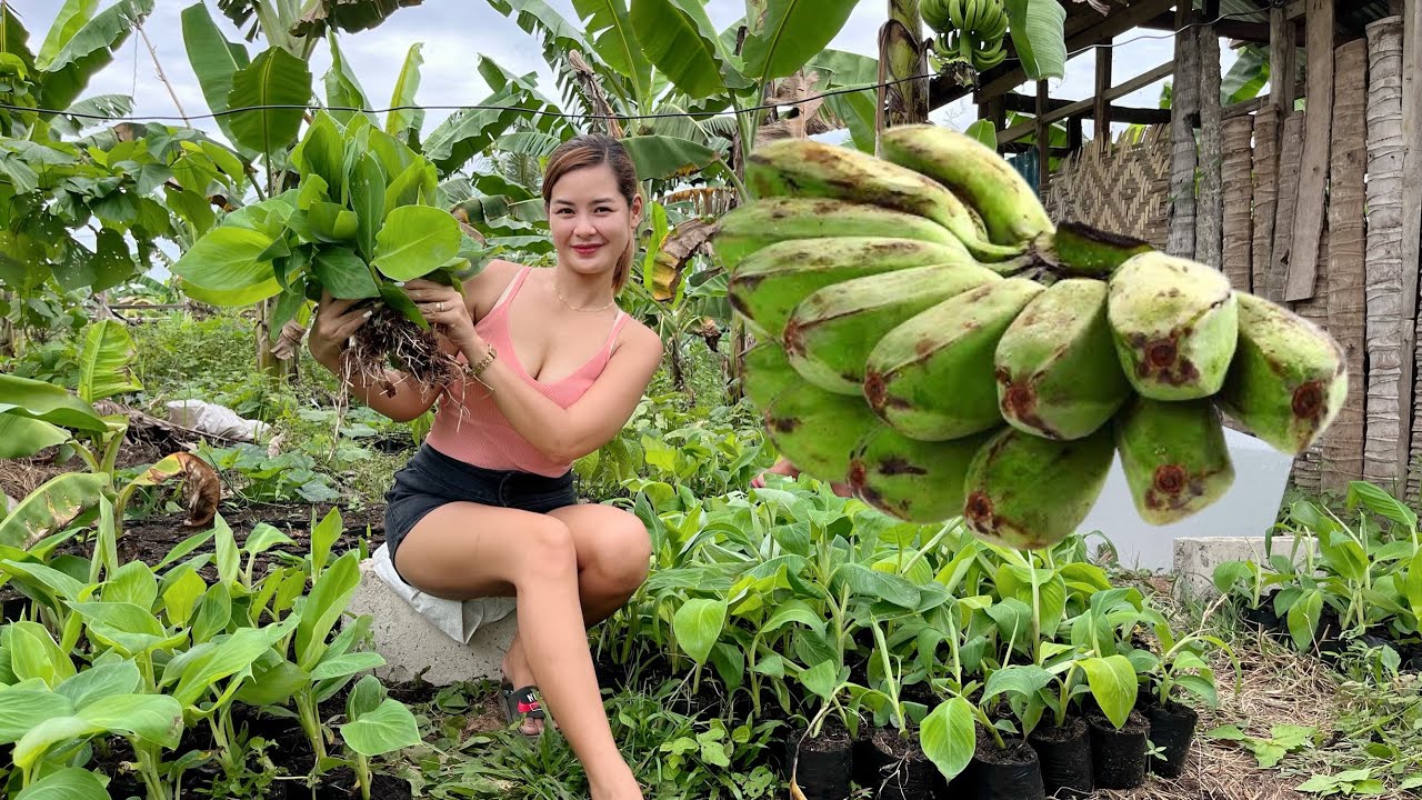 Mga bagong Tissue Culture nang Cardava Banana Variety(Saba) 4000 puno!