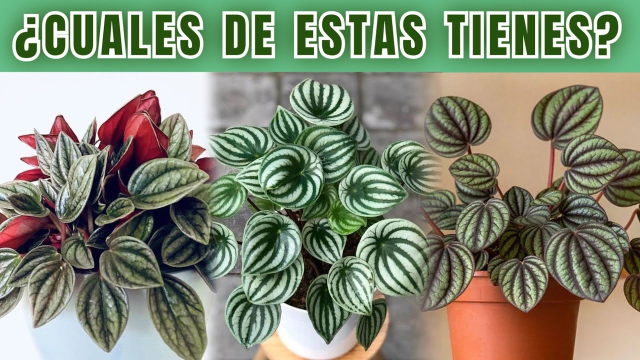 Peperomias únicas: 10 comunes + 5 poco conocidas