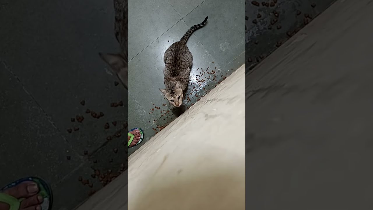 Feeding my #cat #live #catlovers #vlog 