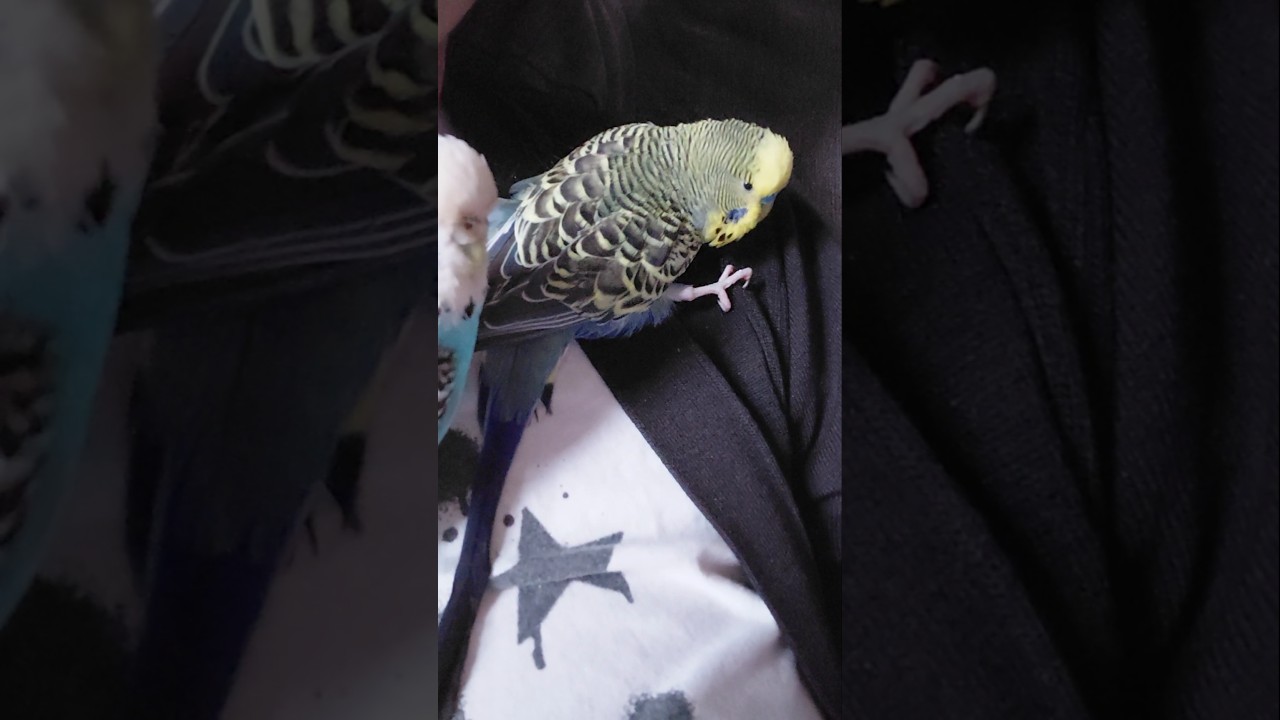 Neo's got his tail back, lol