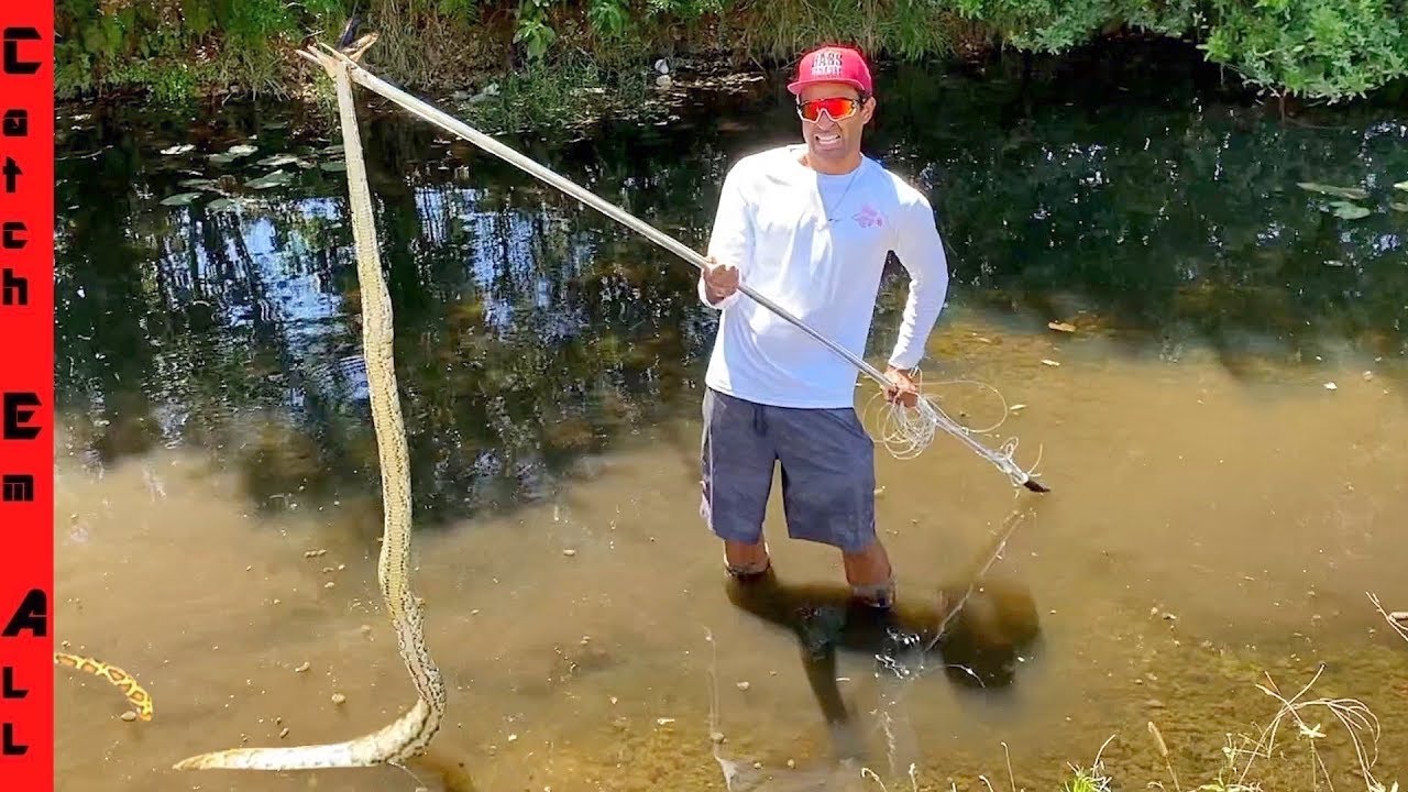 SPEAR FISHING For GIANT SNAKES! **Invasive Pythons in Florida Everglades**