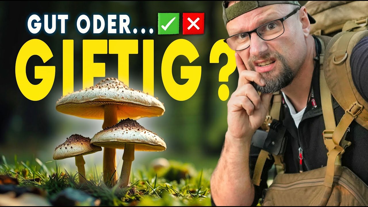 Super Easy! Pilze sammeln für Anfänger - vom Wald in die Pfanne