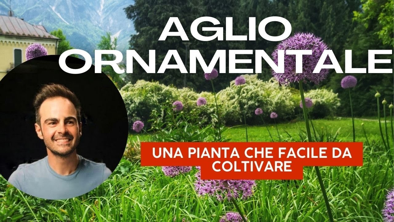 L'aglio ornamentale: tutto su coltivazione e principali variet&agrave;