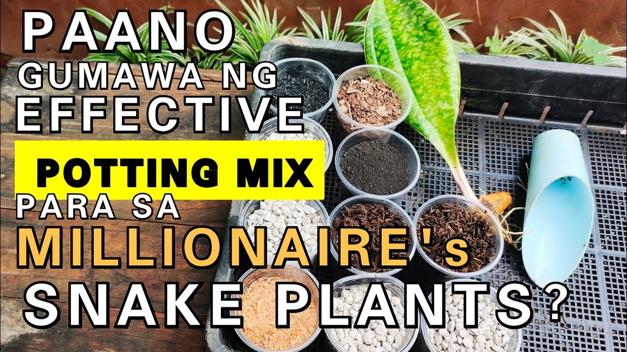 MILLIONAIRE's SNAKE PLANTS  POTTING MIX | HOW TO DO THIS? FOR BEAUTIFUL PLANTS