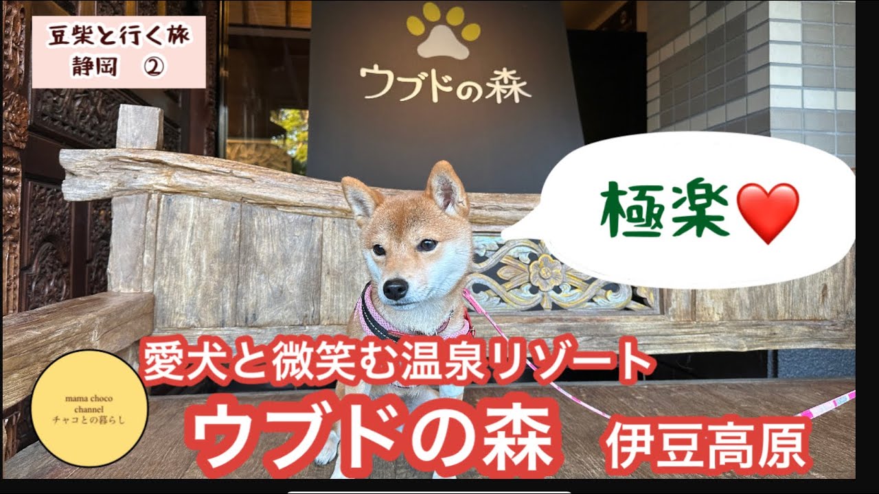 【愛犬と静岡旅②】ウブドの森　グラティスに宿泊　極楽でした。