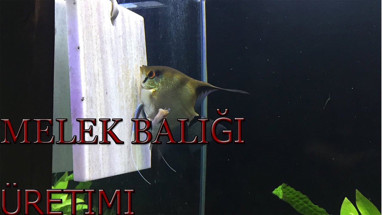 MELEK BALIĞI ÜRETİMİ PÜF NOKTALAR- Melek balığı yavruları - 95