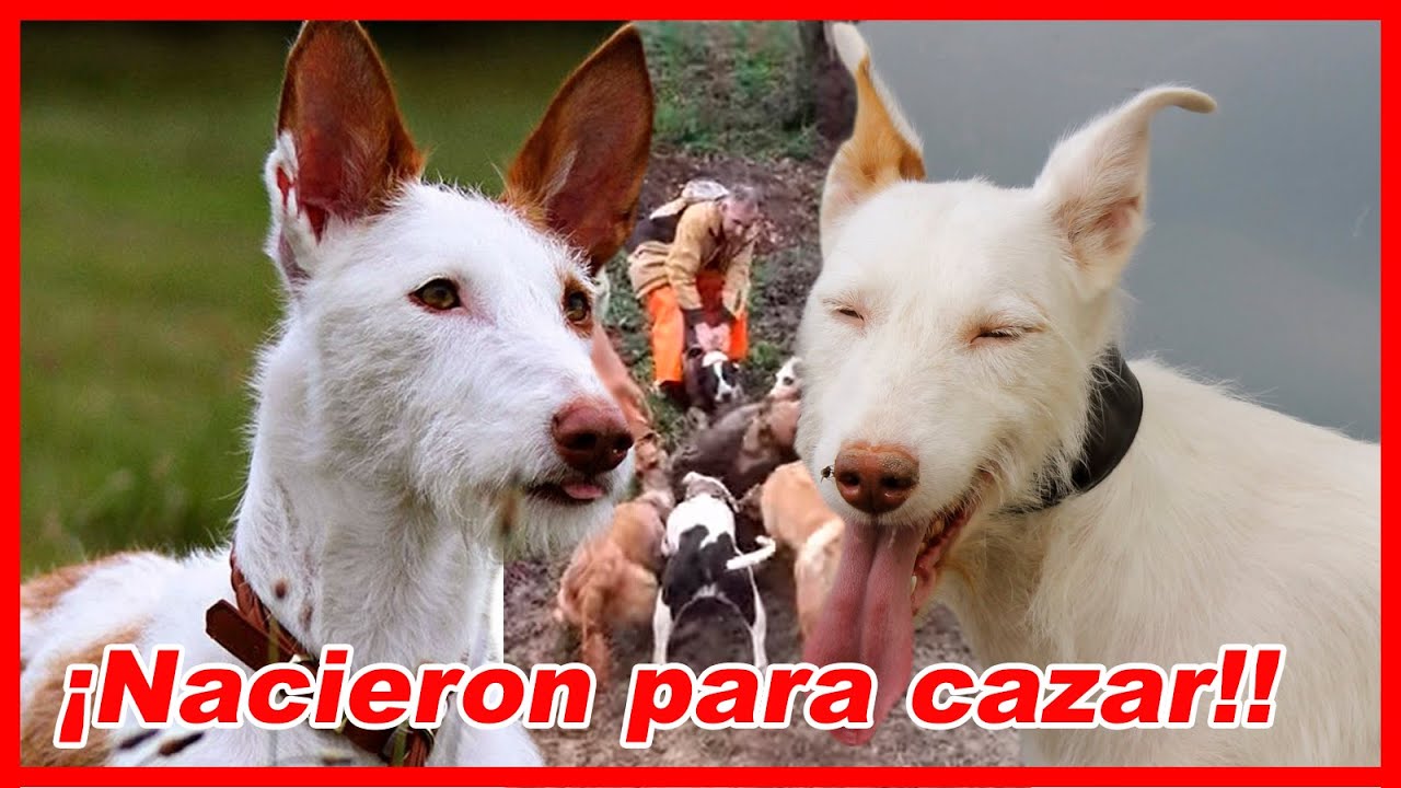 Top 10 de los REYES DE LA CAZA MAYOR y menor – EL PODENCO