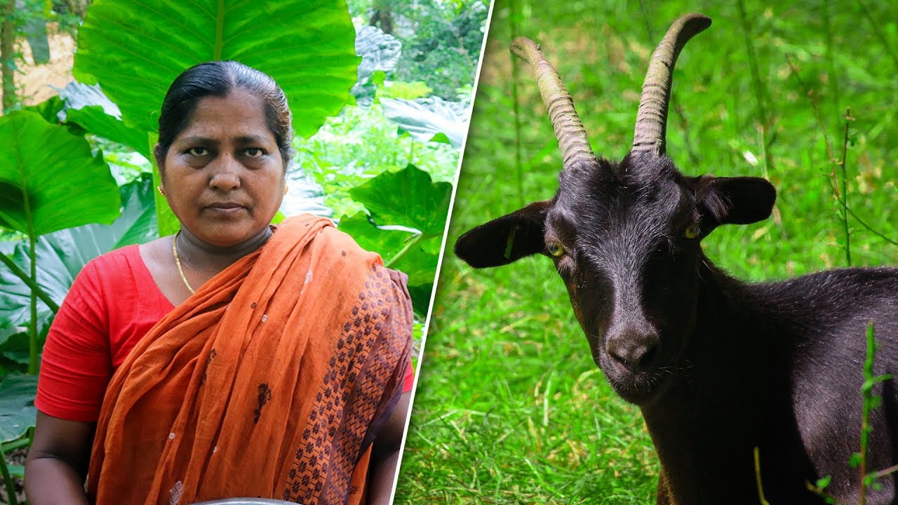 Goat Head Village Cooking Recipes by Village Food Life