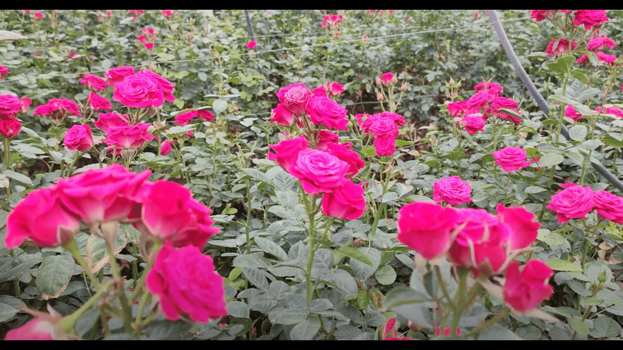 Travesía Colinagro / Cultivo de Rosas, Flores y Follajes en Cundinamarca 💐