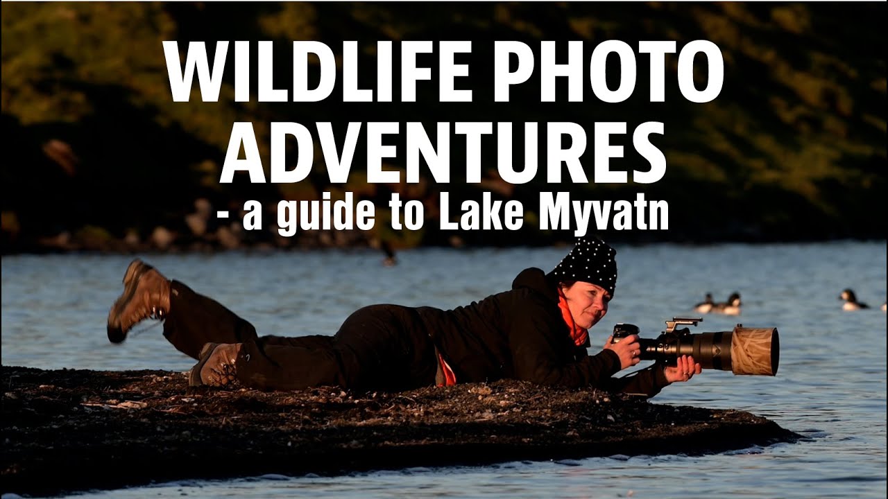 WILDLIFE PHOTOGRAPHY ADVENTURE AT LAKE MYVATN. Insiders tips for wildlife photography.