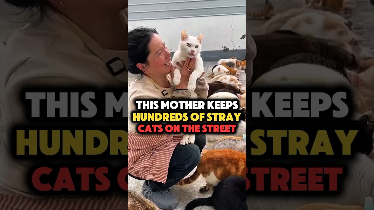 This Woman Cares for Hundreds of Stray Cats With Pure Love and Compassion #shorts