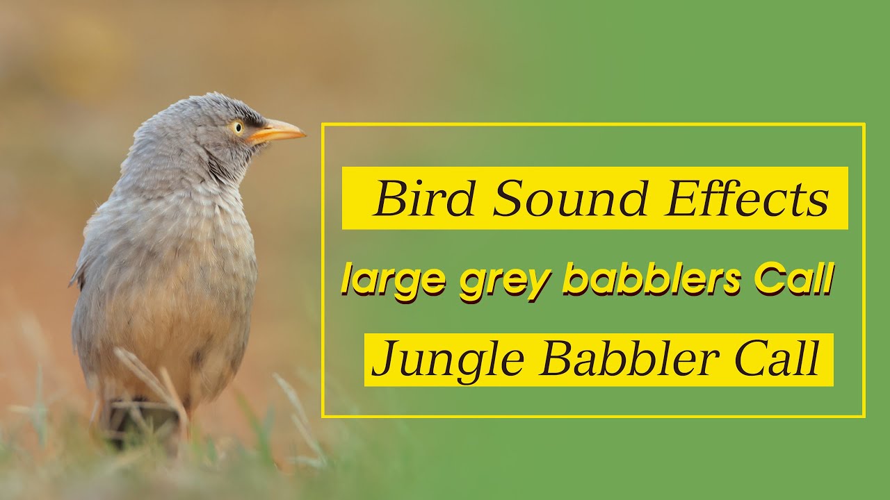 Jungle Babbler Call / Babbler Bird Sound / Bird Sound Effects / Jungle Babbler Bird / Bird singing