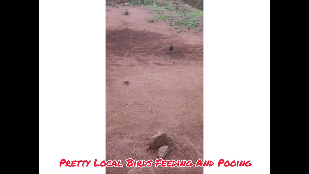 Pretty Local Birds Feeding And Pooing