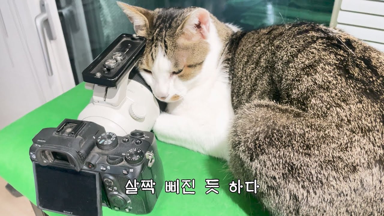 캣티오의 부작용