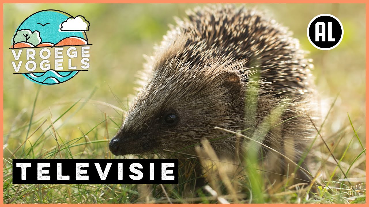 Wat weten we van egels | TV | Vroege Vogels