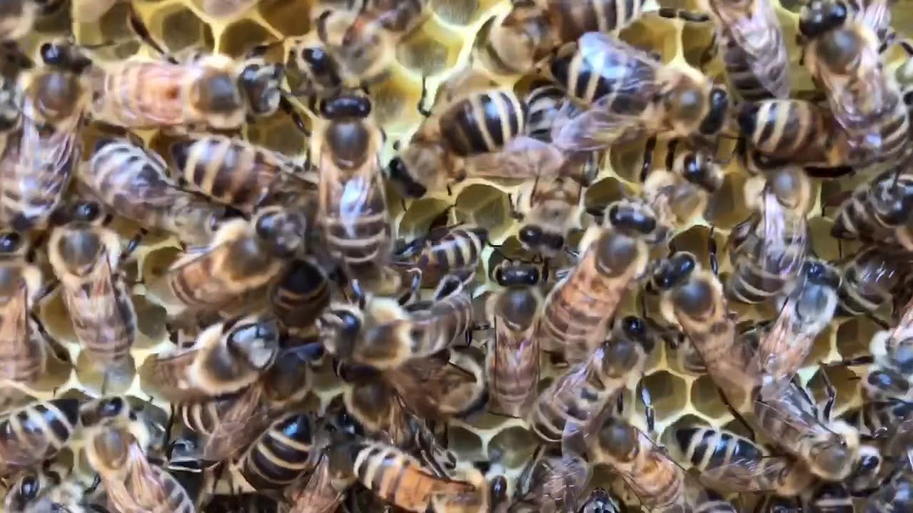 Ruche horizontale, retour d’expérience