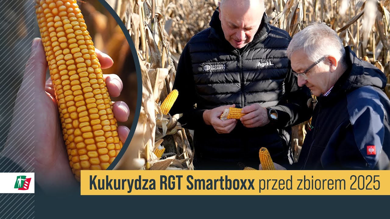 Lustracja kukurydzy RGT Smartboxx przed listopadowym zbiorem na ziarno 🌽🚜 #rolnictwo #kukurydza