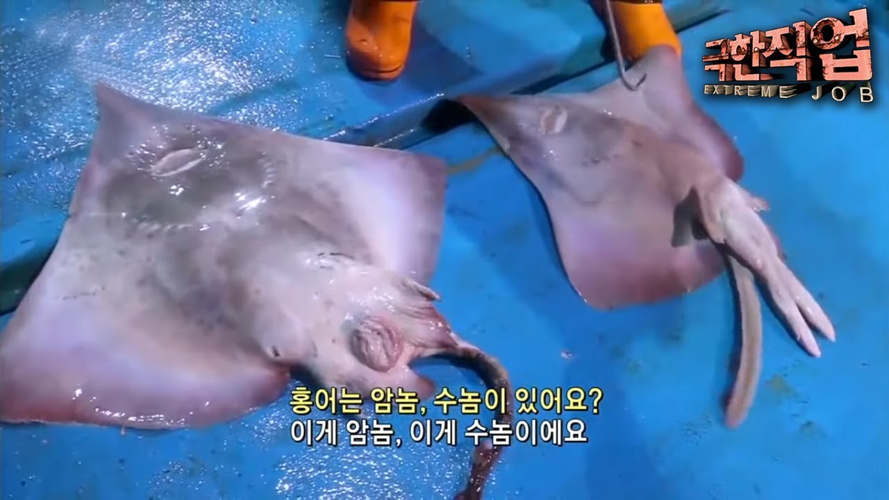 극한직업 - Extreme JOB_발효의 맛? 하몬부터 치즈까지_#003