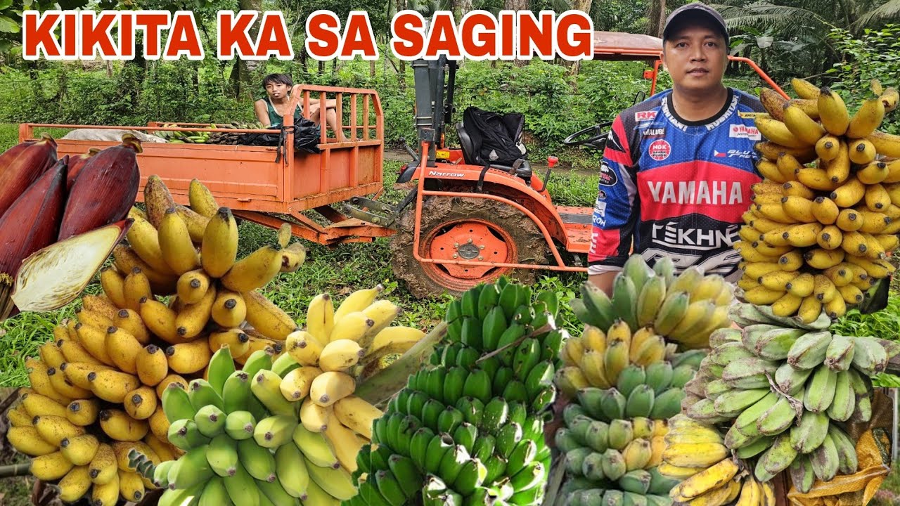 Harvest Time...Saging Malaking pagkakitaan  Mas mabilis kang aasenso dito..Puso ng saging at dahon