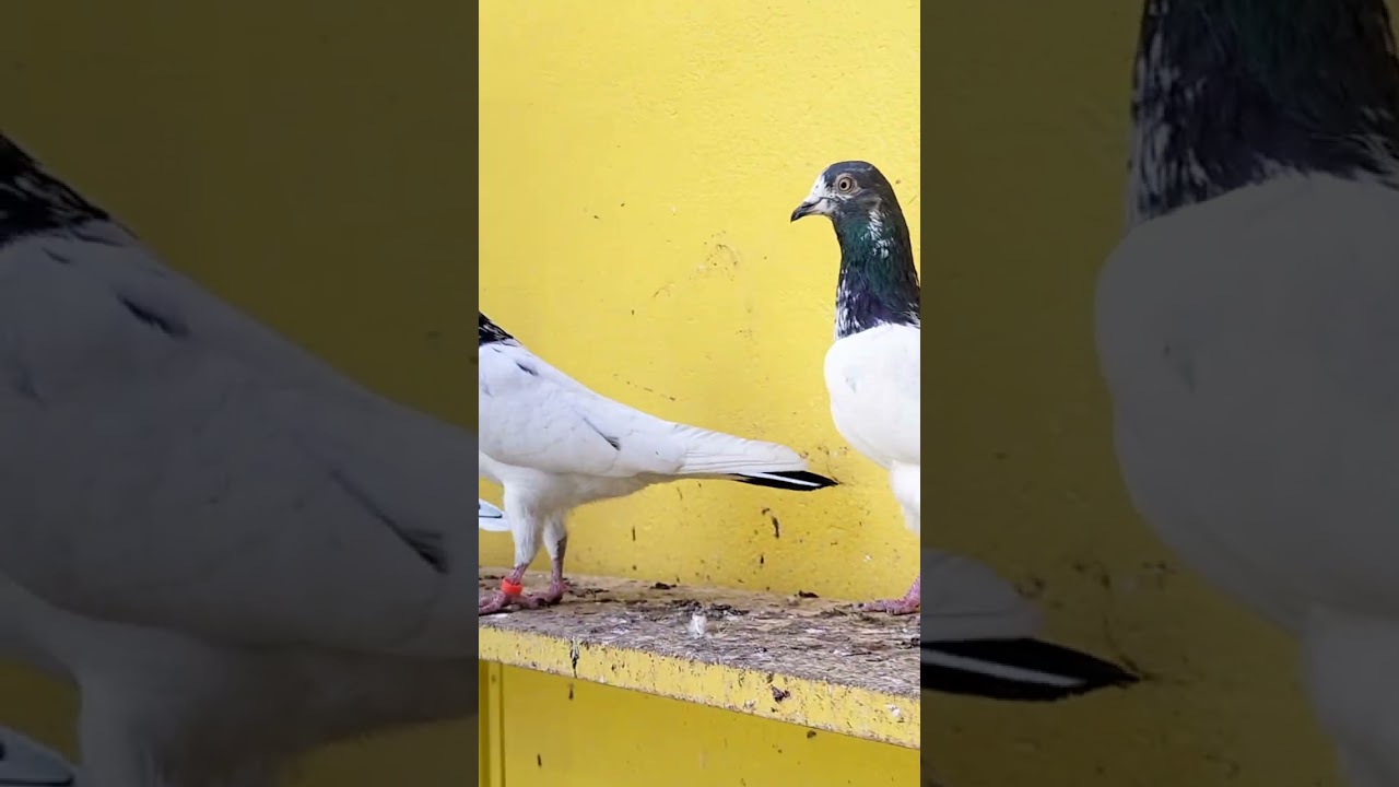 بسم الله ماشاء الله تيدي الأستاذ الكبير سخي التفاصيل داخل الفيديو للتواصل رقمي 07730566095