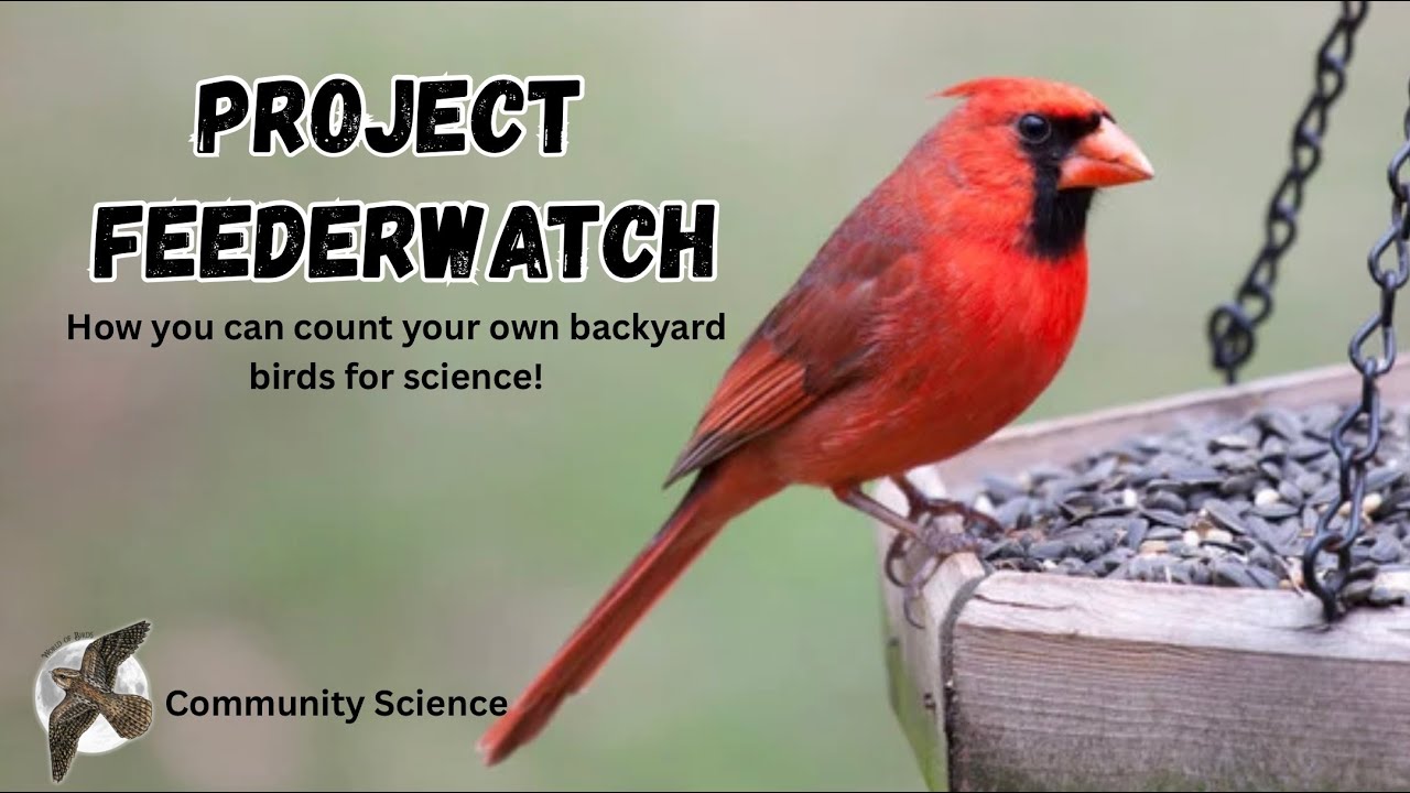 Project Feederwatch