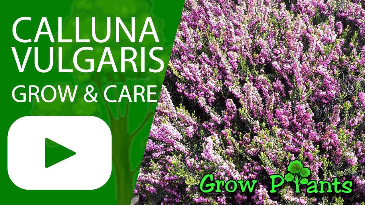 Calluna vulgaris - grow & care (Heather plant)
