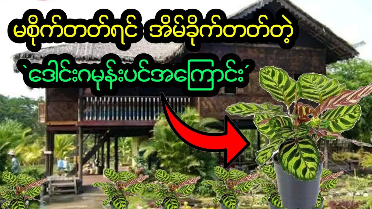 သတိမထားမိရင် နေအိမ်ခိုက်တတ်တဲ့ ဒေါင်းဂမုန်းပင်အကြောင်း #ဒေါင်းဂမုန်း